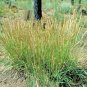 200,000+ Seeds PRAIRIE JUNE GRASS Seeds Native Ornamental Cold Container Easy (1 oz Seeds)