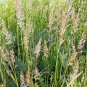 200,000+ Seeds PRAIRIE JUNE GRASS Seeds Native Ornamental Cold Container Easy (1 oz Seeds)