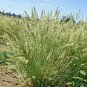 200,000+ Seeds PRAIRIE JUNE GRASS Seeds Native Ornamental Cold Container Easy (1 oz Seeds)