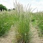 200,000+ Seeds PRAIRIE JUNE GRASS Seeds Native Ornamental Cold Container Easy (1 oz Seeds)
