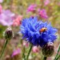 500+ Seeds BLUE CORNFLOWER Seeds Bachelor Button Cut Dried Flowers Garden Container (Seeds)