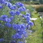500+ Seeds BLUE CORNFLOWER Seeds Bachelor Button Cut Dried Flowers Garden Container (Seeds)