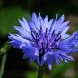 500+ Seeds BLUE CORNFLOWER Seeds Bachelor Button Cut Dried Flowers Garden Container (Seeds)