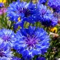 500+ Seeds BLUE CORNFLOWER Seeds Bachelor Button Cut Dried Flowers Garden Container (Seeds)