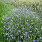 500+ Seeds BLUE CORNFLOWER Seeds Bachelor Button Cut Dried Flowers Garden Container (Seeds)