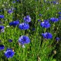 500+ Seeds BLUE CORNFLOWER Seeds Bachelor Button Cut Dried Flowers Garden Container (Seeds)