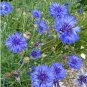 500+ Seeds BLUE CORNFLOWER Seeds Bachelor Button Cut Dried Flowers Garden Container (Seeds)