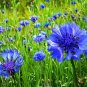 500+ Seeds BLUE CORNFLOWER Seeds Bachelor Button Cut Dried Flowers Garden Container (Seeds)