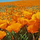 500+ Seeds GOLDEN West CALIFORNIA POPPY Seeds Native Wildflower Garden Container Easy (Seeds) 500+ Seeds GOLDEN West CALIFORNIA POPPY Seeds Native Wildflower Garden Container Easy (Seeds)