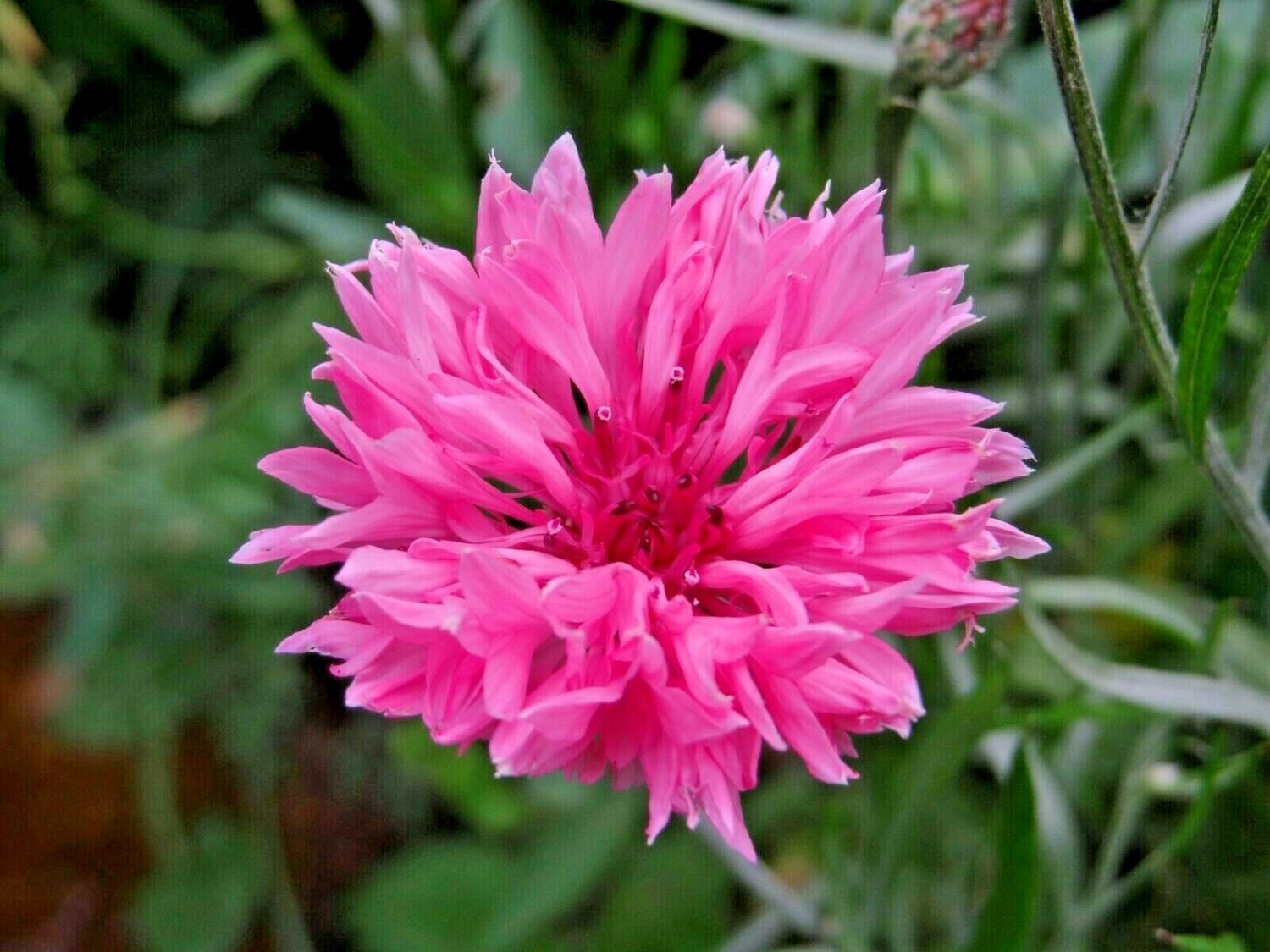 501+ Seeds Pink CORNFLOWER Seeds Bachelor Button Cut Dried Flowers Garden Container (Seeds)