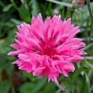 501+ Seeds Pink CORNFLOWER Seeds Bachelor Button Cut Dried Flowers Garden Container (Seeds)