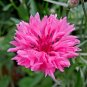 501+ Seeds Pink CORNFLOWER Seeds Bachelor Button Cut Dried Flowers Garden Container (Seeds)
