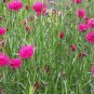 501+ Seeds Pink CORNFLOWER Seeds Bachelor Button Cut Dried Flowers Garden Container (Seeds)