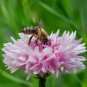 501+ Seeds Pink CORNFLOWER Seeds Bachelor Button Cut Dried Flowers Garden Container (Seeds)