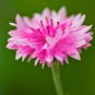 501+ Seeds Pink CORNFLOWER Seeds Bachelor Button Cut Dried Flowers Garden Container (Seeds)