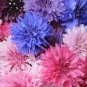 501+ Seeds Pink CORNFLOWER Seeds Bachelor Button Cut Dried Flowers Garden Container (Seeds)