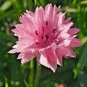 501+ Seeds Pink CORNFLOWER Seeds Bachelor Button Cut Dried Flowers Garden Container (Seeds)