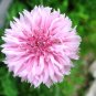 501+ Seeds Pink CORNFLOWER Seeds Bachelor Button Cut Dried Flowers Garden Container (Seeds)