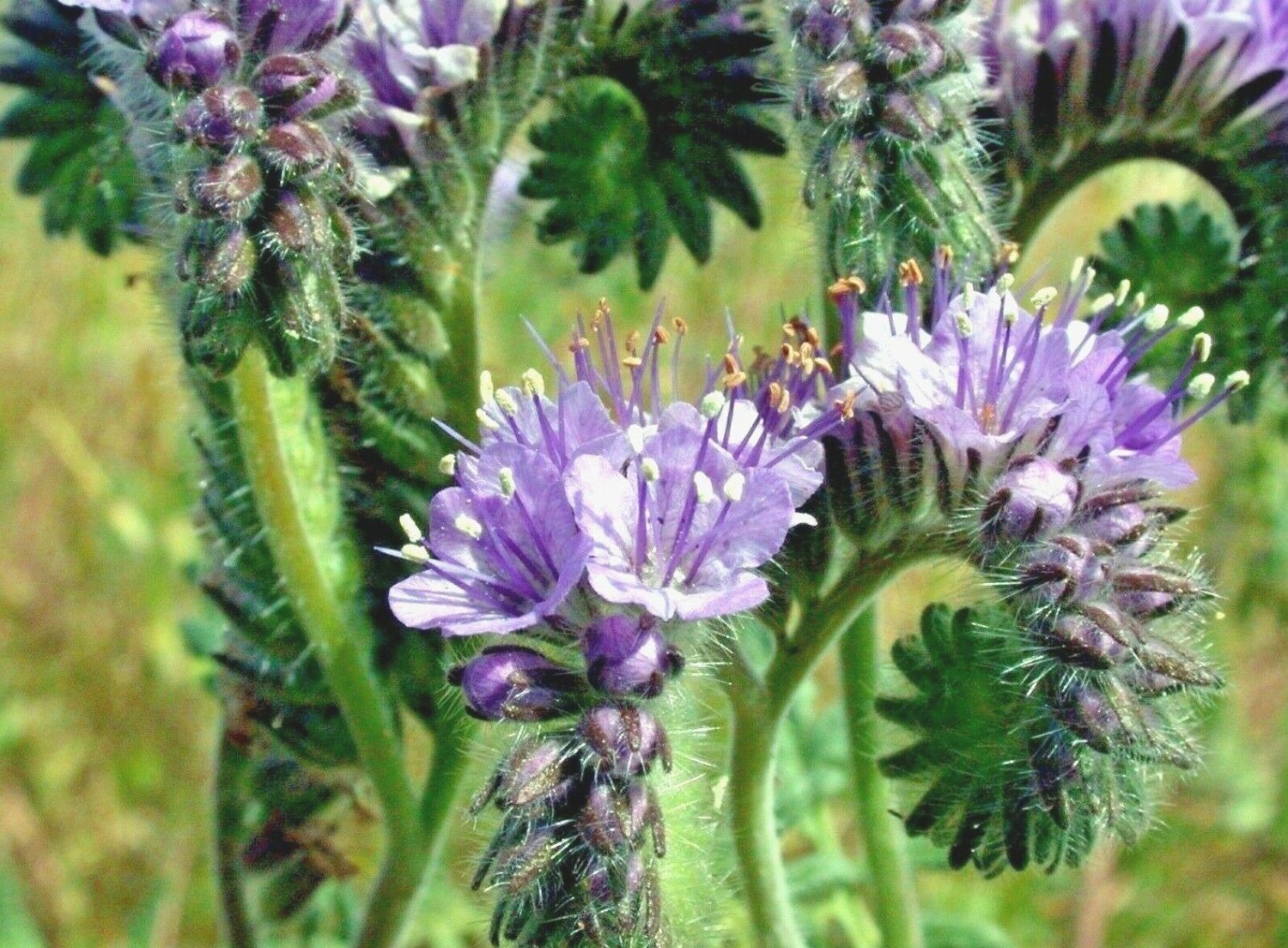 1000+ Seeds LACY PHACELIA Seed Native Wildflower Pollinators Heat Cover Crop (Seeds)