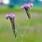 1000+ Seeds LACY PHACELIA Seed Native Wildflower Pollinators Heat Cover Crop (Seeds)