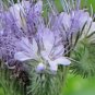 1000+ Seeds LACY PHACELIA Seed Native Wildflower Pollinators Heat Cover Crop (Seeds)