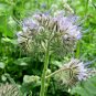 1000+ Seeds LACY PHACELIA Seed Native Wildflower Pollinators Heat Cover Crop (Seeds)