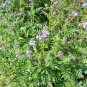 1000+ Seeds LACY PHACELIA Seed Native Wildflower Pollinators Heat Cover Crop (Seeds)