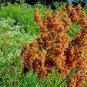 1000+ Seeds WOOL GRASS Seeds Native Wildflower Marsh Wetlands Woolgrass Sedge Perennial (Seeds)