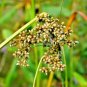 1000+ Seeds WOOL GRASS Seeds Native Wildflower Marsh Wetlands Woolgrass Sedge Perennial (Seeds)