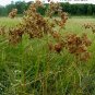 1000+ Seeds WOOL GRASS Seeds Native Wildflower Marsh Wetlands Woolgrass Sedge Perennial (Seeds)