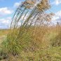 1000+ Seeds WOOL GRASS Seeds Native Wildflower Marsh Wetlands Woolgrass Sedge Perennial (Seeds)