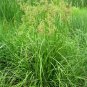 1000+ Seeds WOOL GRASS Seeds Native Wildflower Marsh Wetlands Woolgrass Sedge Perennial (Seeds)