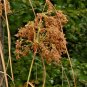 1000+ Seeds WOOL GRASS Seeds Native Wildflower Marsh Wetlands Woolgrass Sedge Perennial (Seeds)