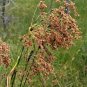 1000+ Seeds WOOL GRASS Seeds Native Wildflower Marsh Wetlands Woolgrass Sedge Perennial (Seeds)