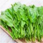 2000+ Seeds LARGE LEAF SORREL Seeds Organic Summer Winter Garden Patio Container Easy (Seeds)