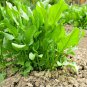 2000+ Seeds LARGE LEAF SORREL Seeds Organic Summer Winter Garden Patio Container Easy (Seeds)