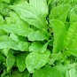 2000+ Seeds LARGE LEAF SORREL Seeds Organic Summer Winter Garden Patio Container Easy (Seeds)