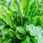2000+ Seeds LARGE LEAF SORREL Seeds Organic Summer Winter Garden Patio Container Easy (Seeds)