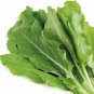2000+ Seeds LARGE LEAF SORREL Seeds Organic Summer Winter Garden Patio Container Easy (Seeds)