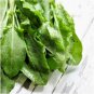 2000+ Seeds LARGE LEAF SORREL Seeds Organic Summer Winter Garden Patio Container Easy (Seeds)