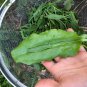 2000+ Seeds LARGE LEAF SORREL Seeds Organic Summer Winter Garden Patio Container Easy (Seeds)