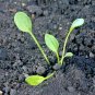 2000+ Seeds LARGE LEAF SORREL Seeds Organic Summer Winter Garden Patio Container Easy (Seeds)