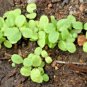 2000+ Seeds LARGE LEAF SORREL Seeds Organic Summer Winter Garden Patio Container Easy (Seeds)
