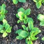 2000+ Seeds LARGE LEAF SORREL Seeds Organic Summer Winter Garden Patio Container Easy (Seeds)