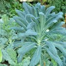600+ Seeds LACINATO Dinosaur KALE Seeds Organic Spring Fall Garden Patio Container Easy (Seeds)