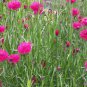 500+ Seeds Pink CORNFLOWER Seeds Bachelor Button Cut Dried Flowers Garden Container (Seeds)