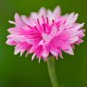 500+ Seeds Pink CORNFLOWER Seeds Bachelor Button Cut Dried Flowers Garden Container (Seeds)