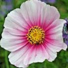 300+ Seeds COSMOS DAYDREAM Seeds Wildflower Heat Poor Soils Pollinators Easy (Seeds)