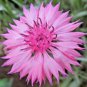 500+ Seeds CORNFLOWER BACHELOR BUTTON Mixed Seeds Cut Dried Flowers Garden Container (Seeds)