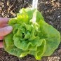 600+ Seeds TOM THUMB Seeds Romain Leaf Lettuce Organic Spring Fall Garden Container (Seeds)